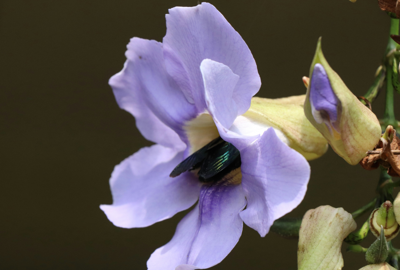 Sri Lanka is a treasure trove of gemstones, renowned for its rich deposits and vibrant history. The island's gemstone heritage spans over 2,000 years, captivating enthusiasts worldwide. Among these precious stones, Ceylon Sapphires stand out for their unique cornflower blue hue and clarity. Discovering Sri Lanka's Precious Gemstone Heritage